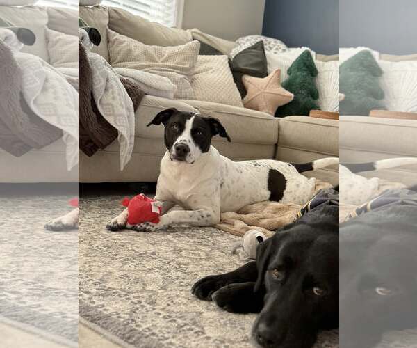 Medium Photo #3 American Staffordshire Terrier-Pointer Mix Puppy For Sale in Arlington, VA, USA