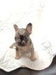 Small Photo #7 French Bulldog Puppy For Sale in NEWMAN, CA, USA