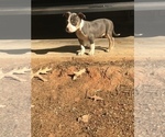 Small Photo #1 American Bully Puppy For Sale in LITTLE ROCK, AR, USA
