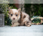 Small Photo #11 Pembroke Welsh Corgi Puppy For Sale in NEW CONCORD, OH, USA