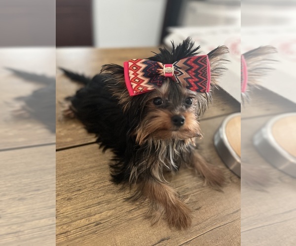 Medium Photo #6 Yorkshire Terrier Puppy For Sale in E FAYETTEVLLE, NC, USA