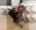 Small #5 Yorkshire Terrier