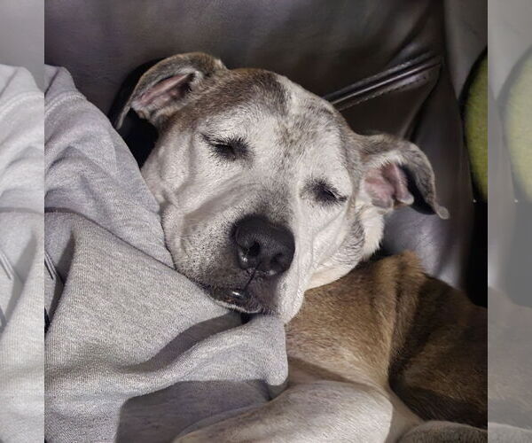Medium Photo #10 American Pit Bull Terrier-Unknown Mix Puppy For Sale in Fargo, ND, USA