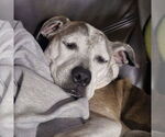 Small #9 American Pit Bull Terrier Mix