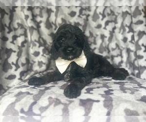Cock-A-Poo Puppy for sale in LAKELAND, FL, USA