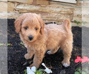 Goldendoodle-Poodle (Miniature) Mix Puppy for sale in MYERSTOWN, PA, USA