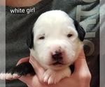 Small Photo #7 Bernese Mountain Dog-Old English Sheepdog Mix Puppy For Sale in SMITHVILLE, MO, USA