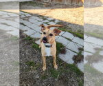 Small #11 Mutt