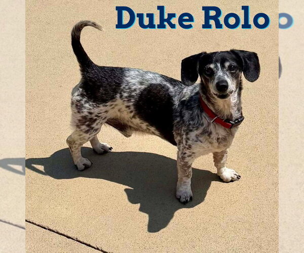 Medium Photo #23 Dachshund Puppy For Sale in San Antonio, TX, USA
