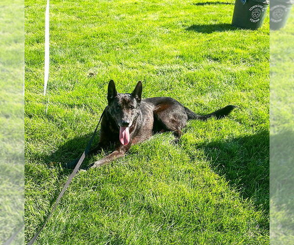 Medium Photo #5 German Shepherd Dog Puppy For Sale in Millburn, NJ, USA