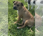 Small Photo #1 Bullypit Puppy For Sale in BETHALTO, IL, USA