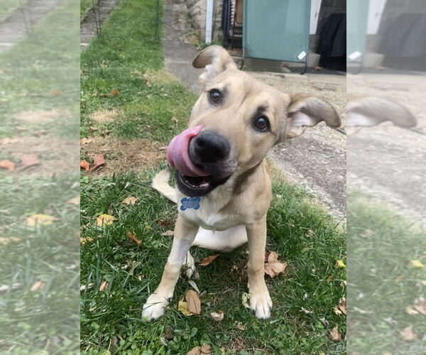 Medium Photo #4 Labrador Retriever-Unknown Mix Puppy For Sale in Springdale, PA, USA