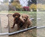 Small Photo #5 Goldendoodle Puppy For Sale in NAMPA, ID, USA