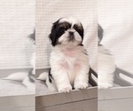 Small Photo #5 Shih Tzu Puppy For Sale in ATWATER, CA, USA
