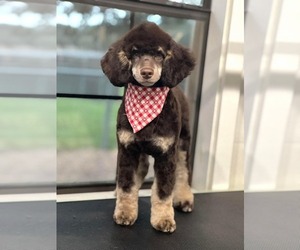 Father of the Boykin Spaniel-Poodle (Miniature) Mix puppies born on 06/06/2025