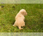 Small Photo #9 Dachshund Puppy For Sale in MILFORD, IN, USA