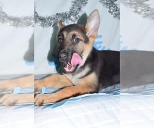 German Shepherd Dog Puppies For Sale Near Johnstown Pennsylvania Usa Page 1 10 Per Page Puppyfinder Com