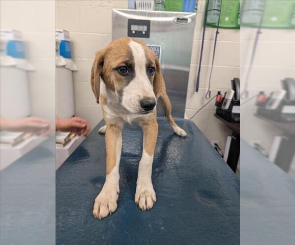 Medium Photo #1 Beagle-Unknown Mix Puppy For Sale in Mobile, AL, USA