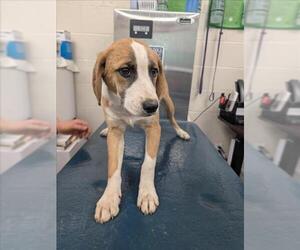 Beagle-Unknown Mix Dogs for adoption in Mobile, AL, USA