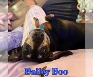 Bailey Boo - Female Dachshund Dog for Adoption - Photo #4