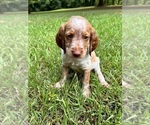 Puppy Black Brittany