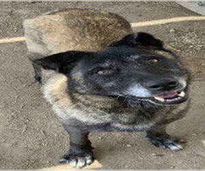 August - Female Mutt Dog for Adoption - Photo #4