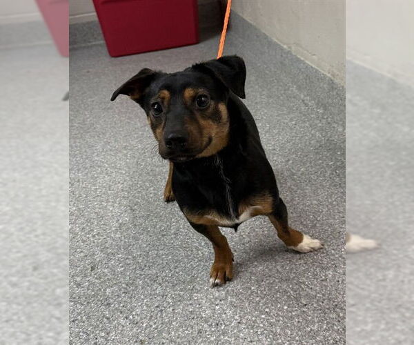 Medium Photo #1 Chihuahua-Unknown Mix Puppy For Sale in Pasadena, TX, USA