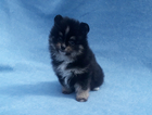 Small Photo #6 Pomeranian Puppy For Sale in N PALM BEACH, FL, USA