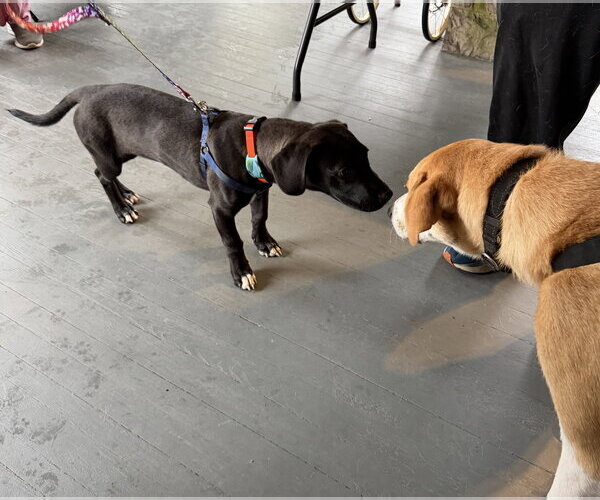 Medium Photo #5 Labrador Retriever-Unknown Mix Puppy For Sale in Doylestown, PA, USA
