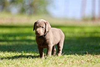 Labrador Retriever Puppy for sale in MANNFORD, OK, USA