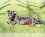 Small #1 Mutt