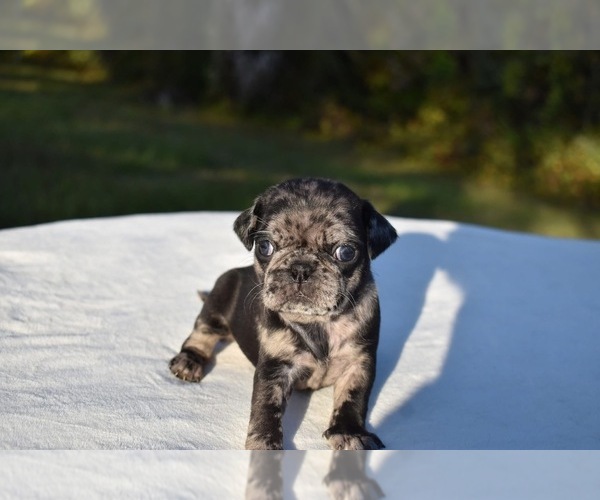 Medium Photo #3 Pug Puppy For Sale in PALM COAST, FL, USA