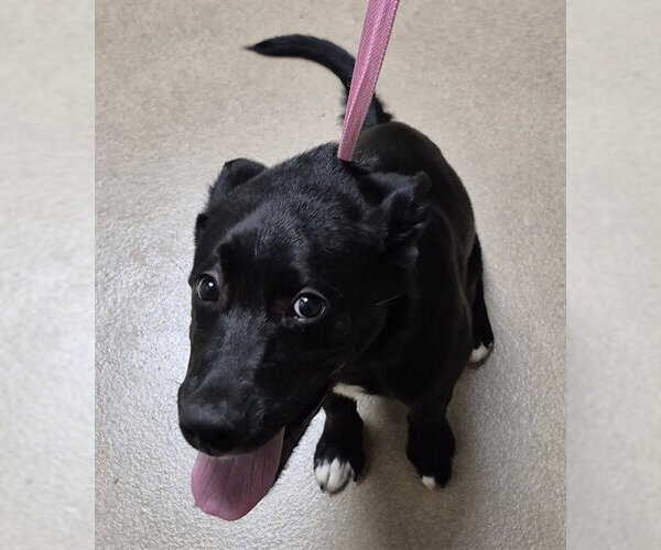 Medium Photo #2 Mutt Puppy For Sale in Decatur, IL, USA