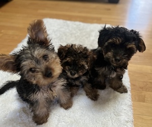 Yorkshire Terrier Puppy for sale in HARTLAND, MI, USA