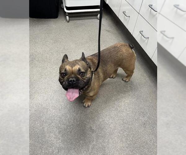 Medium Photo #1 French Bulldog Puppy For Sale in HESPERIA, CA, USA
