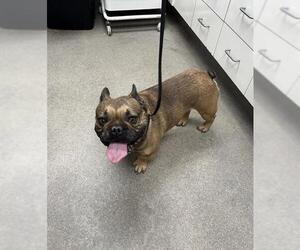 French Bulldog Dogs for adoption in HESPERIA, CA, USA