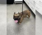 Small French Bulldog