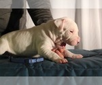 Small Photo #12 Dogo Argentino Puppy For Sale in BROOMALL, PA, USA