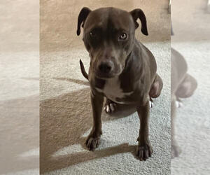 Cocoapup - Female American Pit Bull Terrier-Chocolate Labrador retriever Mix Dog for Adoption - Photo #13
