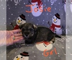 Small Photo #31 Chizer Puppy For Sale in MONTEZUMA, GA, USA