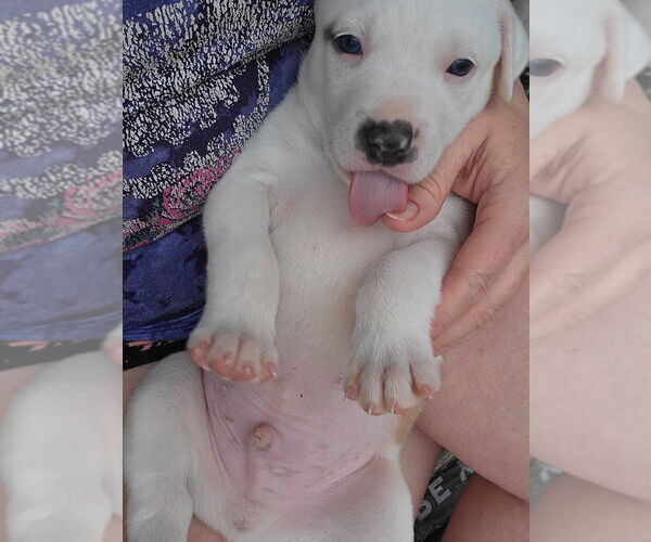 Medium Photo #3 Australian Shepherd-Unknown Mix Puppy For Sale in OKLAHOMA CITY, OK, USA