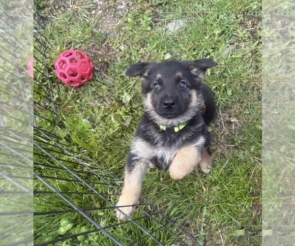 Medium Photo #3 German Shepherd Dog Puppy For Sale in SUMPTER TWP, MI, USA