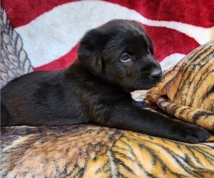 Labrador Retriever Puppy for sale in SEDLEY, VA, USA
