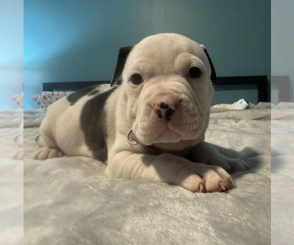 Medium Photo #2 Bull-Boxer Puppy For Sale in Holly Springs, NC, USA