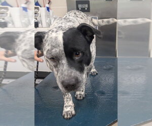 Mutt Dogs for adoption in Mobile, AL, USA