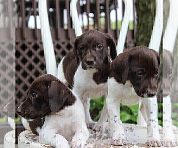 Medium Photo #3 German Shorthaired Pointer Puppy For Sale in NARVON, PA, USA