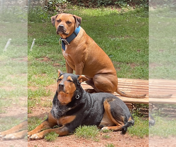 Medium Photo #4 Boxador Puppy For Sale in Decatur, GA, USA