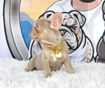 Small #3 French Bulldog