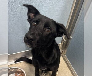 Catahoula Leopard Dog-German Shepherd Dog Mix Dogs for adoption in San Antonio, TX, USA