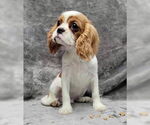 Small #2 Cavalier King Charles Spaniel